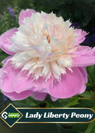Lady Liberty Peony Seeds - Showy Blooms, Fragrant, Long-Lived, Attracts Pollinators, Excellent Cut Flower - Plant in Spring/Fall