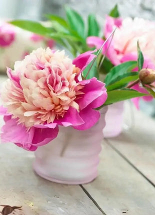 Lady Liberty Peony Seeds - Showy Blooms, Fragrant, Long-Lived, Attracts Pollinators, Excellent Cut Flower - Plant in Spring/Fall