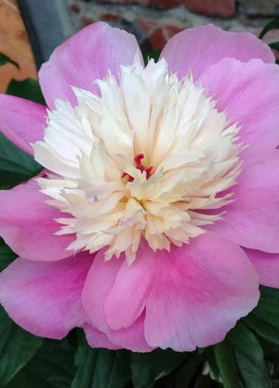 Lady Liberty Peony Seeds - Showy Blooms, Fragrant, Long-Lived, Attracts Pollinators, Excellent Cut Flower - Plant in Spring/Fall