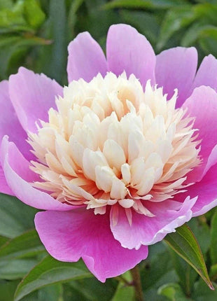 Lady Liberty Peony Seeds - Showy Blooms, Fragrant, Long-Lived, Attracts Pollinators, Excellent Cut Flower - Plant in Spring/Fall