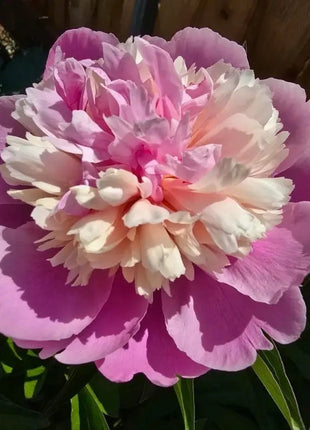 Lady Liberty Peony Seeds - Showy Blooms, Fragrant, Long-Lived, Attracts Pollinators, Excellent Cut Flower - Plant in Spring/Fall
