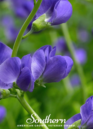Wild Blue Indigo – 35 Seeds