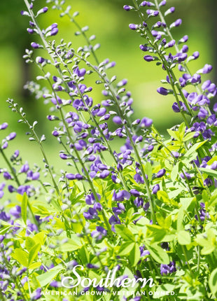 Wild Blue Indigo – 35 Seeds