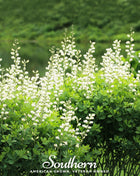 Wild White Indigo – 35 Seeds