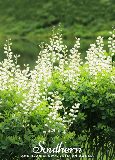Wild White Indigo – 35 Seeds