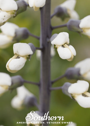Wild White Indigo – 35 Seeds