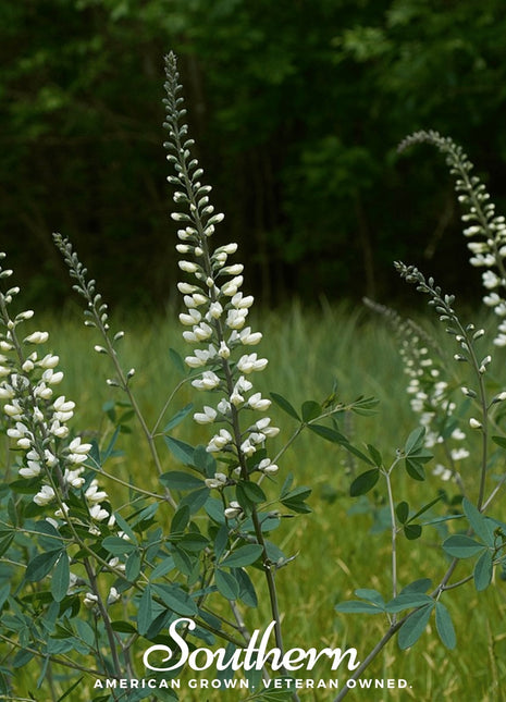 Wild White Indigo – 35 Seeds