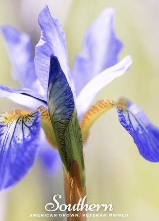 Northern Blue Flag Iris – 25 Seeds
