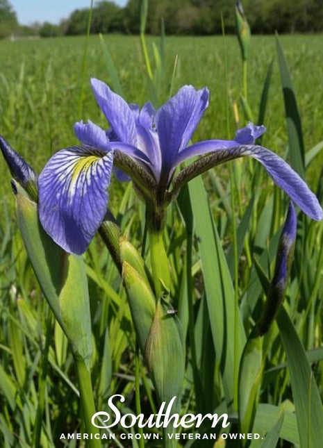 Northern Blue Flag Iris – 25 Seeds