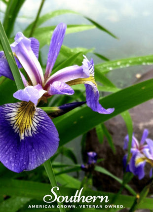 Northern Blue Flag Iris – 25 Seeds
