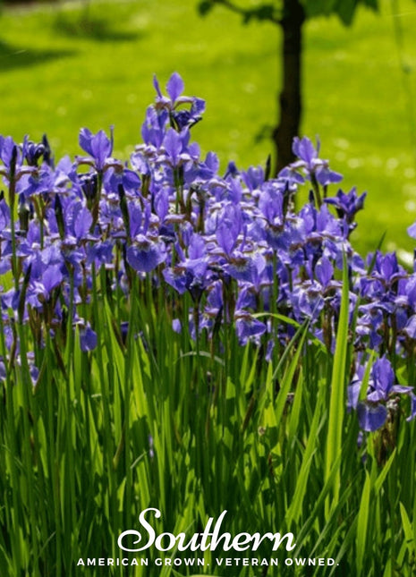 Northern Blue Flag Iris – 25 Seeds