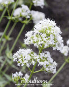 White Valerian Jupiter’s Beard – 50 Seeds