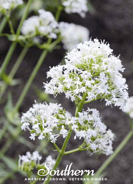 White Valerian Jupiter’s Beard – 50 Seeds