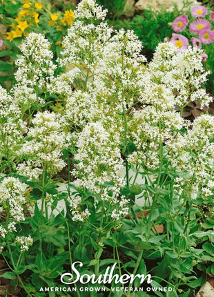 White Valerian Jupiter’s Beard – 50 Seeds