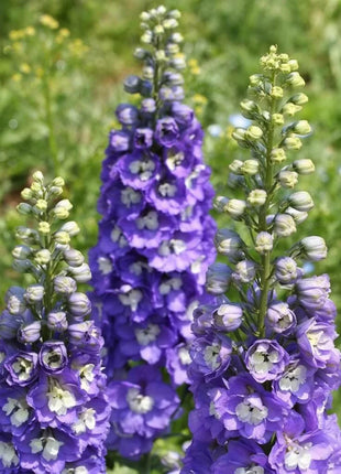 Delphinium Seeds - Pacific Giant Series