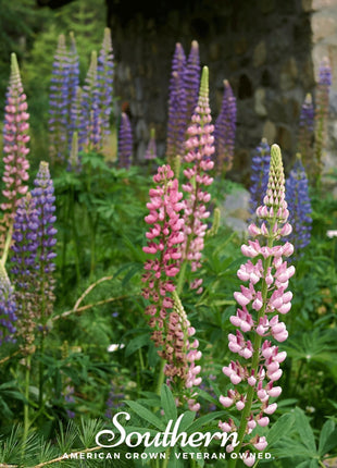 Russell Lupine – 50 Seeds