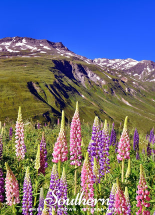 Russell Lupine – 50 Seeds