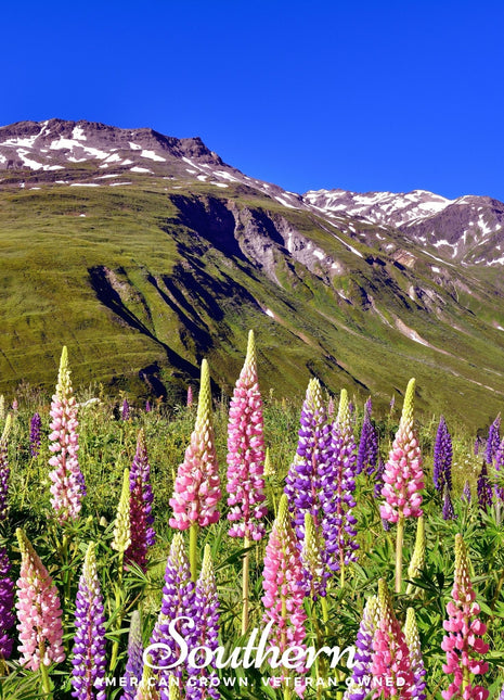 Russell Lupine – 50 Seeds