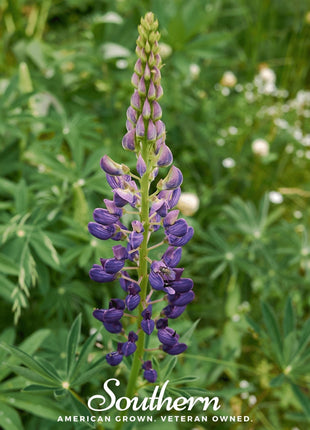 Russell Lupine – 50 Seeds