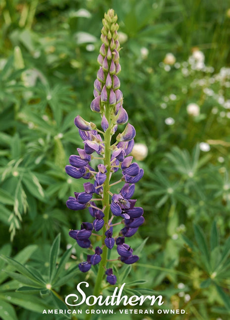 Russell Lupine – 50 Seeds