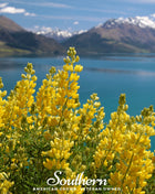 Yellow Lupine – 50 Seeds