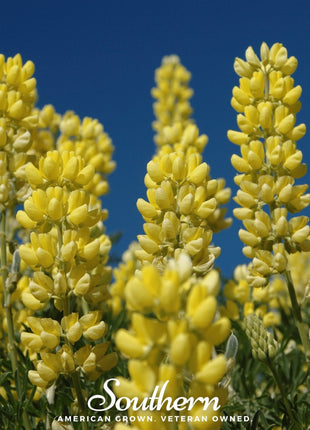 Yellow Lupine – 50 Seeds