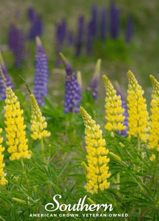 Yellow Lupine – 50 Seeds