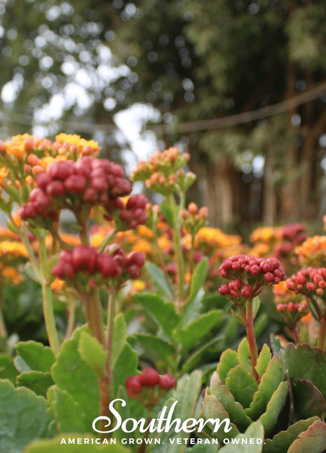 Tropical Milkweed – 50 Seeds