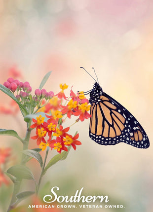 Tropical Milkweed – 50 Seeds
