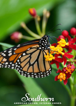 Tropical Milkweed – 50 Seeds