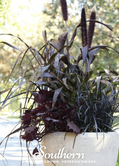 Purple Majesty Millet – 10 Seeds