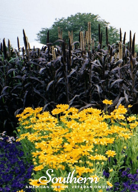 Purple Majesty Millet – 10 Seeds