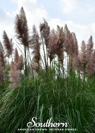 Pink Pampas Grass – 100 Seeds
