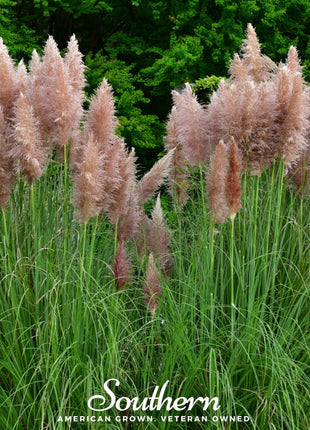Pink Pampas Grass – 100 Seeds