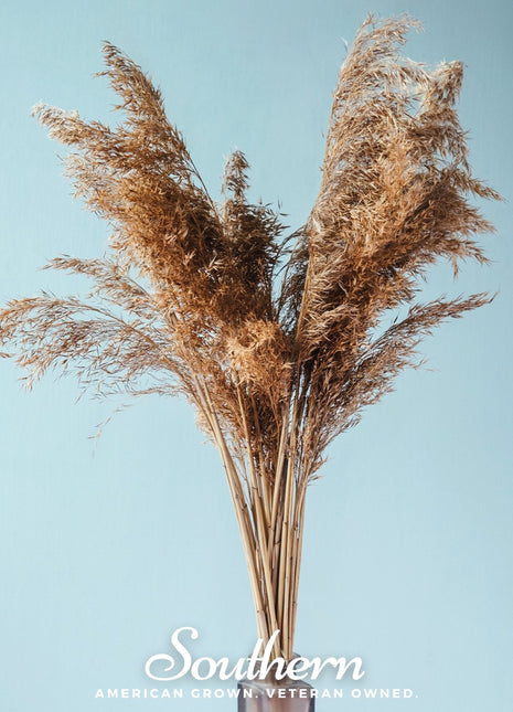 Pink Pampas Grass – 100 Seeds
