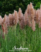 Pink Pampas Grass – 100 Seeds
