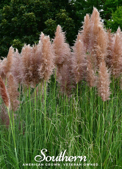 Pink Pampas Grass – 100 Seeds