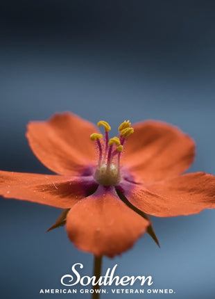 Scarlet Pimpernel – 100 Seeds