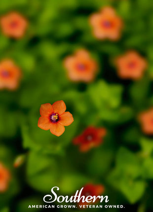 Scarlet Pimpernel – 100 Seeds