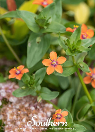 Scarlet Pimpernel – 100 Seeds