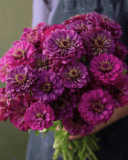 Purple Prince Zinnia – 100 Seeds