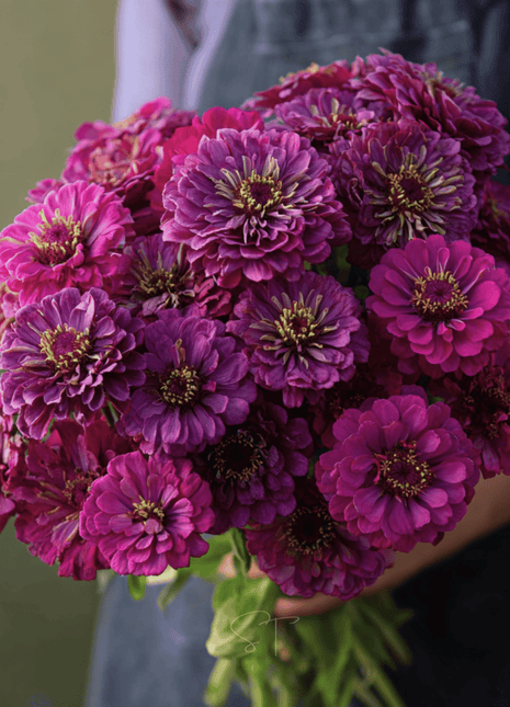 Purple Prince Zinnia – 100 Seeds