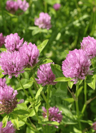 Red Clover – 200 Seeds