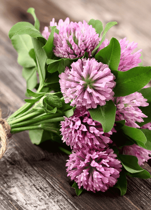 Red Clover – 200 Seeds