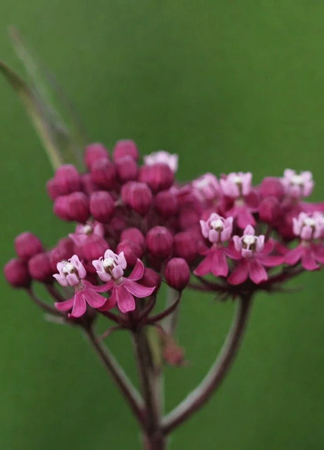 Swamp Milkweed – 50 Seeds