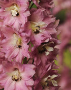 Delphinium Seeds - Pacific Giant Series