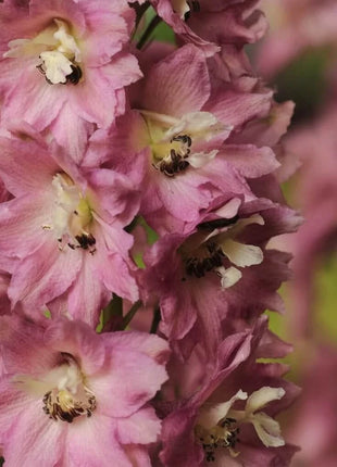 Delphinium Seeds - Pacific Giant Series