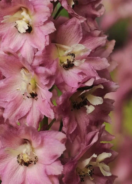 Delphinium Seeds - Pacific Giant Series