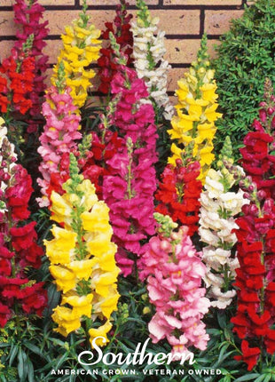 Tetra Snapdragon Mix – 200 Seeds