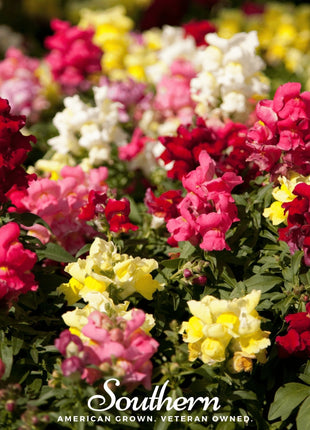 Tetra Snapdragon Mix – 200 Seeds